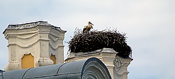 Storchennest auf Barockschlo