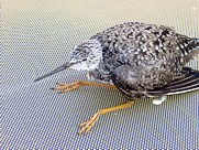 Vogel an Deck zwischen den Inseln: beim Fliegen ist er sicher ausgerutscht, hat sich verletzt und ist zum Passagier geworden ...